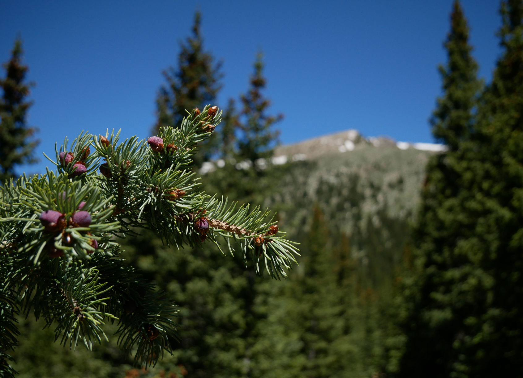 Baldy12.jpg